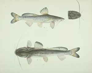 Barbel Gallery: LS Plate 164 from the John Reeves Collection
