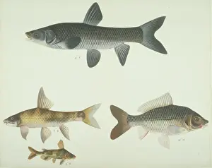 LS Plate 165 from the John Reeves Collection