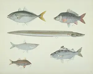 Forked Prints: LS Plate 168 from the John Reeves Collection