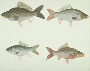 Forked Prints: LS Plate 173 from the John Reeves Collection