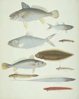 Lump Prints: LS Plate 174 from the John Reeves Collection