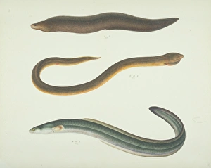 Anguilliform Gallery: LS Plate 176 from the John Reeves Collection