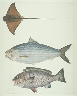 Elasmobranch Collection: LS Plate 177 from the John Reeves Collection