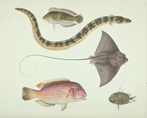 Chondrichthyes Collection: LS Plate 179 from the John Reeves Collection