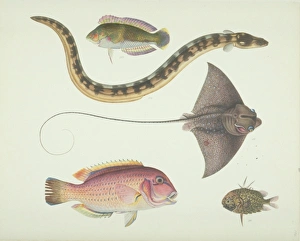 Elasmobranch Collection: LS Plate 179 from the John Reeves Collection