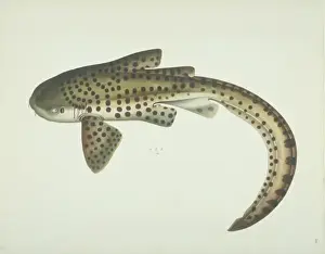 Dogfish Prints: LS Plate 182 from the John Reeves Collection