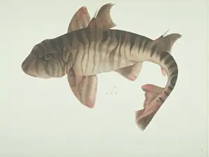 Dogfish Prints: LS Plate 184 from the John Reeves Collection