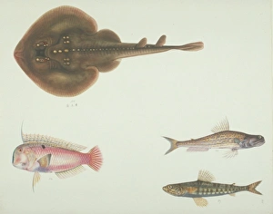 Elasmobranch Collection: LS Plate 185 from the John Reeves Collection