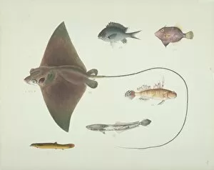 Chondrichthyes Collection: LS Plate 186 from the John Reeves Collection