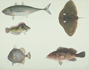 Elasmobranch Collection: LS Plate 187 from the John Reeves Collection