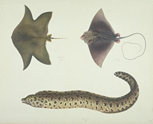Elasmobranch Collection: LS Plate 189 from the John Reeves Collection