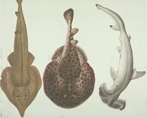 Chondrichthyes Collection: LS Plate 191 from the John Reeves Collection
