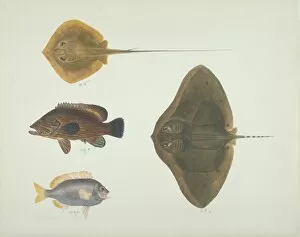 Chondrichthyes Collection: LS Plate 192 from the John Reeves Collection