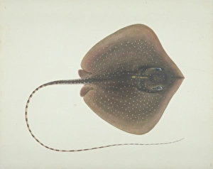 Elasmobranch Collection: LS Plate 193 from the John Reeves Collection