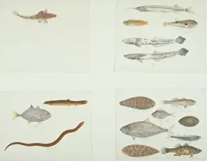 LS Plate 194 A-D from the John Reeves Collection