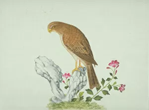 Beak Collection: LS Plate 2 from the John Reeves Collection