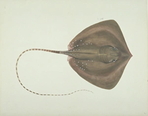 Elasmobranch Collection: LS Plate 8 from the John Reeves Collection