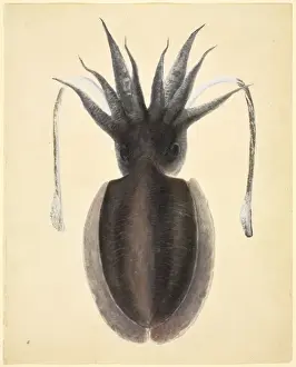 Reeves Prints: LS Plate 83 from the John Reeves Collection