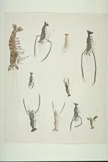 Crustacea Collection: LS Plate 90 from the John Reeves Collection