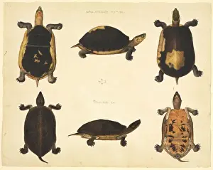 LS Plate 96 from the John Reeves Collection (Zoology)