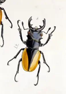 Horned Prints: Lucans (Odontolabis) gazella, Oriental stag beetle