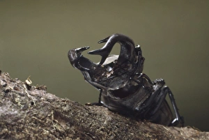 Antler Gallery: Lucanus cervus L. male stag beetle
