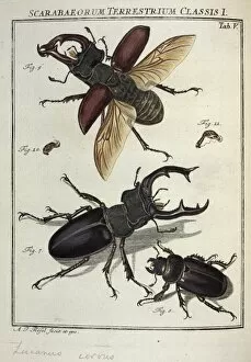 Beetles Collection: Lucanus cervus Linnaeus, stag beetle