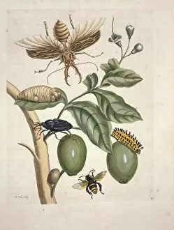 Anna Maria Sibylla Merian Gallery: Lucanus cervus, stag beetle