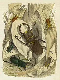 Antennae Gallery: Lucanus Dux beetle