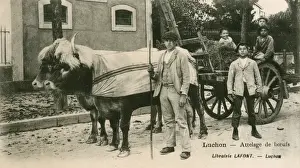 Luchon Prints: Luchon, France - Ox-drawn cart