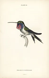 Trochilus Collection: Lucifer sheartail, Calothorax lucifer