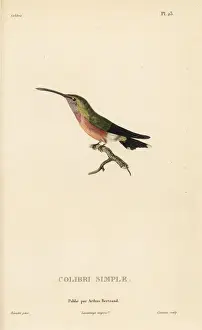Lucifer sheartail, Calothorax lucifer