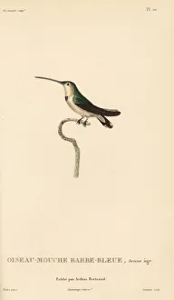 Colibris Collection: Lucifer sheartail, Calothorax lucifer, juvenile
