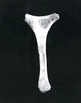 Lucky charm mascot (bone), WW1