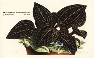 Malay Prints: Ludisia discolor orchid