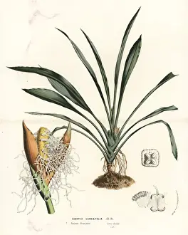 Ludovia lancifolia palm tree