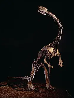 Lufengosaurus