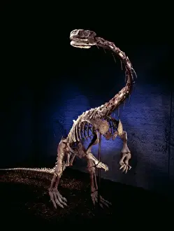 Lufengosaurus
