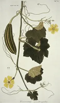 Luffa acutangula, sponge gourd