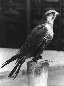 Lugger Falcon