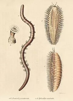 Naturhistorischer Gallery: Lugworm and sea mouse