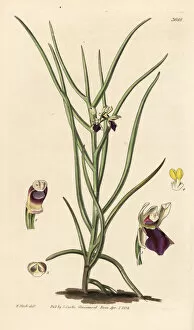 Luisia tristis orchid