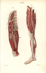Leveille Prints: Lumbar plexus and crural nerves
