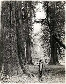 Gelatin Prints: Lumberjack with axe British Columbia, Canada, c. 1920