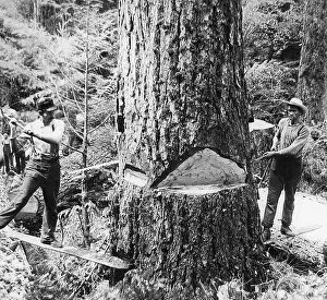 Lumber Prints: Lumberjacks Washington State USA early 1900s
