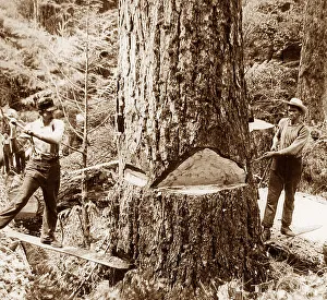 Lumberjacks Washington State USA early 1900s