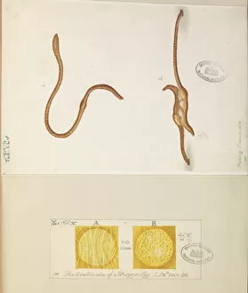 Bauer Gallery: Lumbricus lumbricus, Earth worms copulating