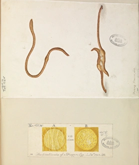 Images Dated 14th December 2015: Lumbricus lumbricus, Earth worms copulating