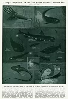 Luminous Collection: Luminous Deep-Sea Fish by G H Davis
