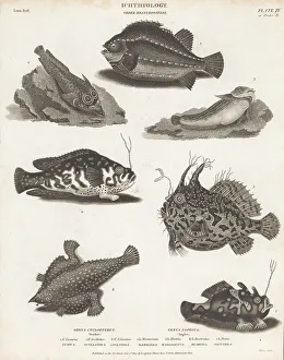 Angler Prints: Lumpfish, angler fish and frogfish species